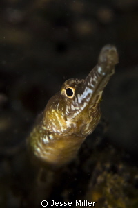 Bay Pipe Fish - Puget Sound Seahorse by Jesse Miller 